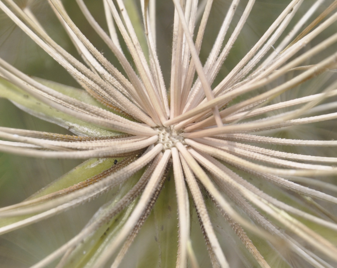 Изображение особи Tragopogon australis.