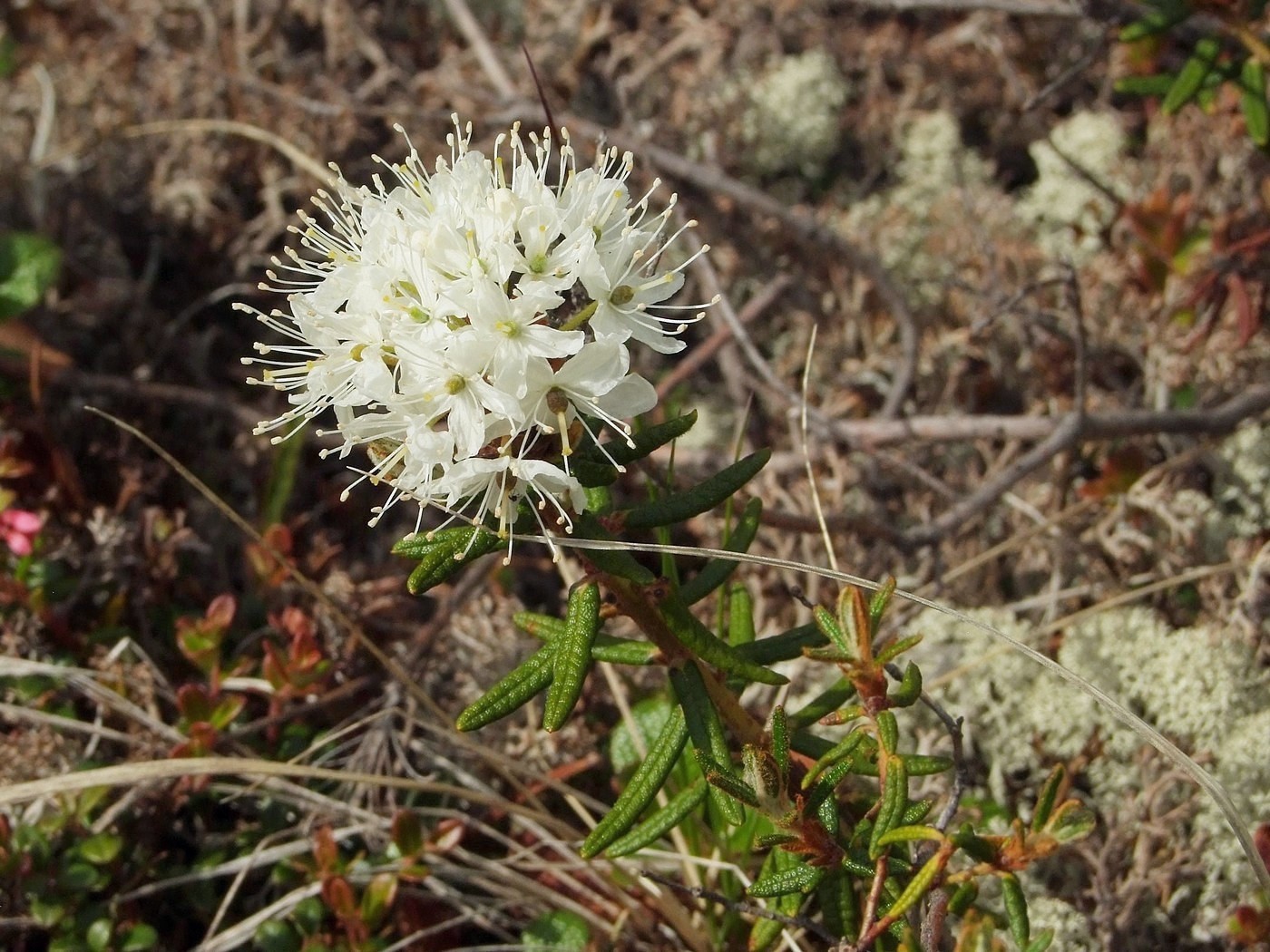 Image of Ledum decumbens specimen.