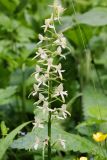 Platanthera bifolia