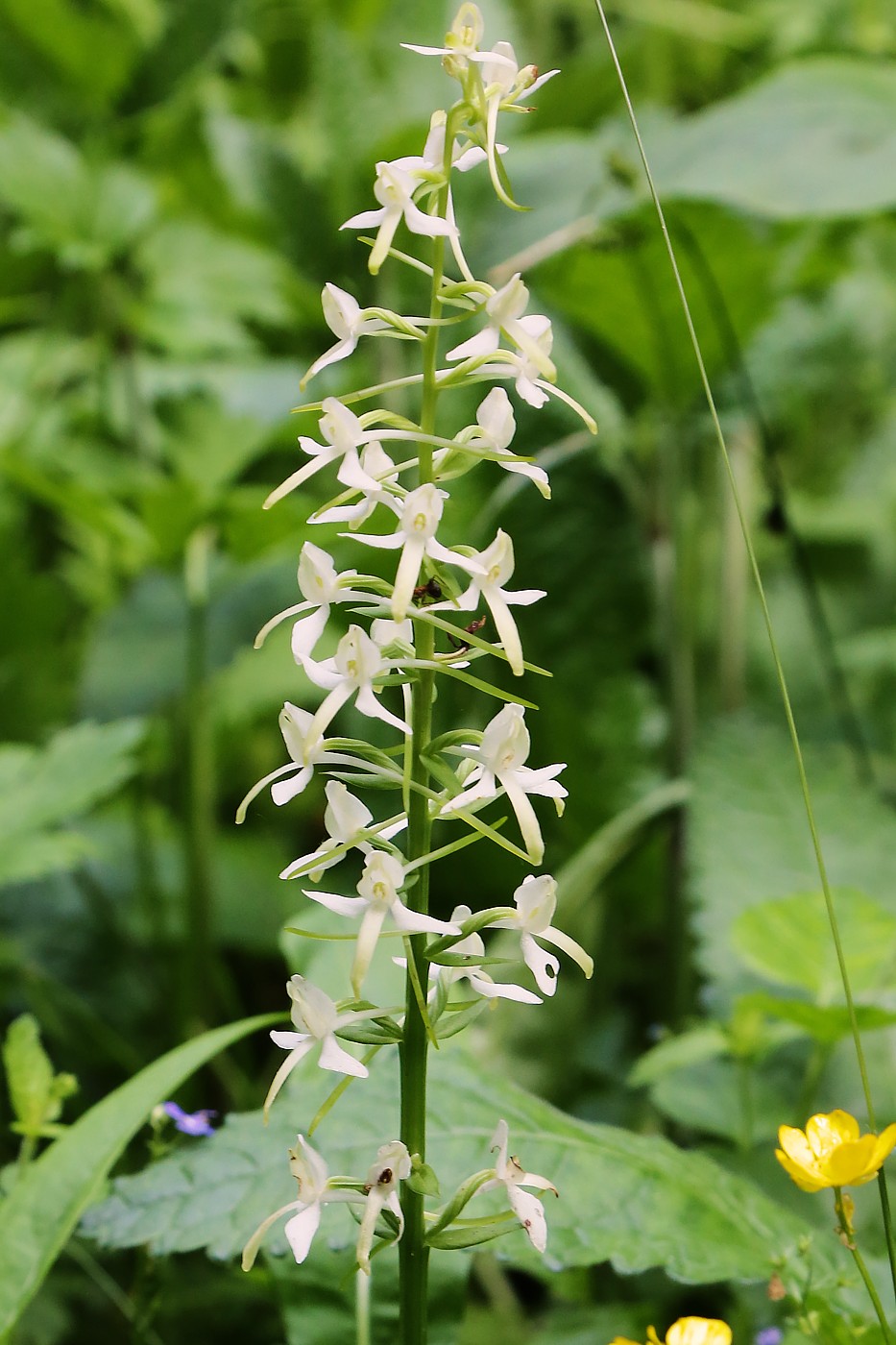 Изображение особи Platanthera bifolia.