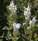 Scutellaria oreades