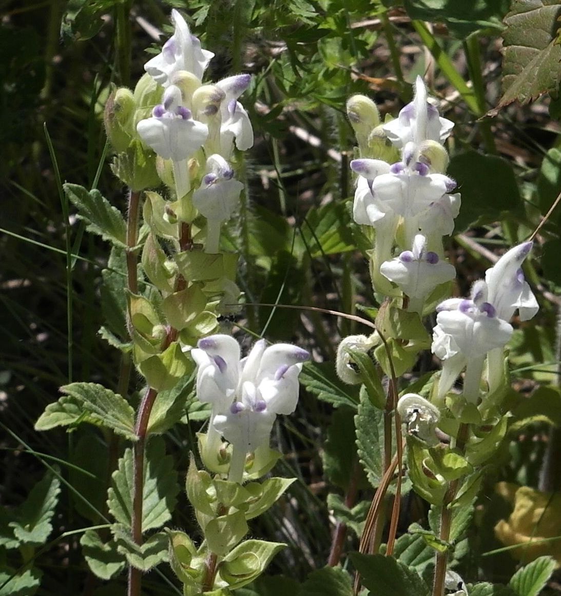 Изображение особи Scutellaria oreades.