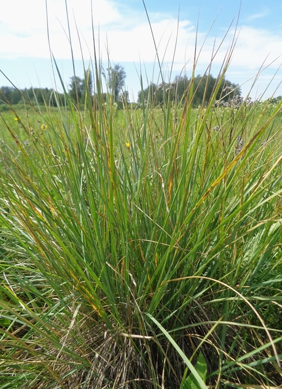 Image of genus Leymus specimen.