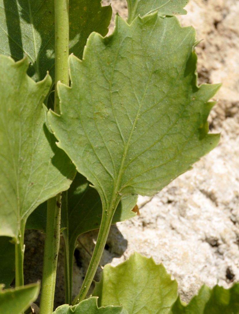 Изображение особи Campanula versicolor.