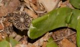 Glottiphyllum linguiforme