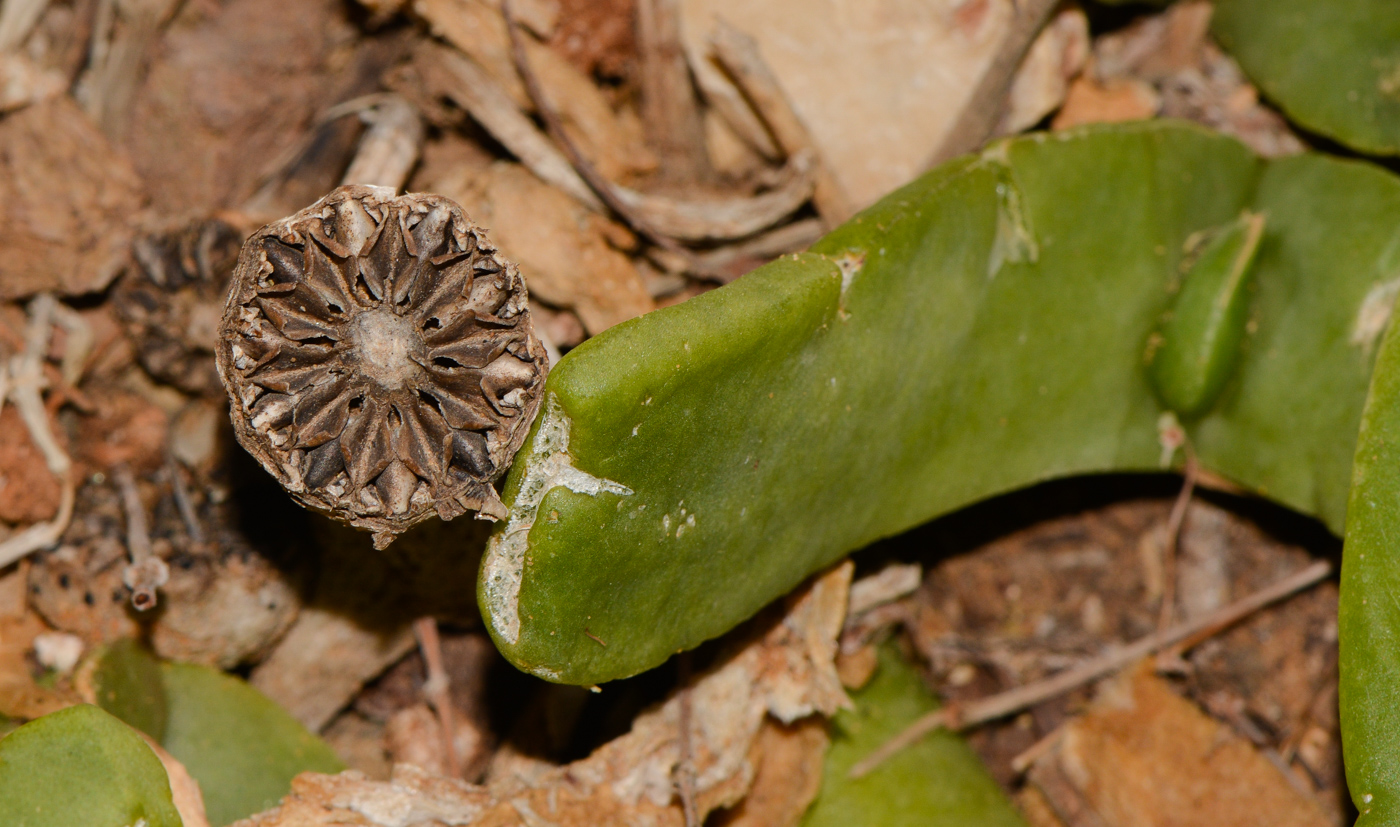 Изображение особи Glottiphyllum linguiforme.