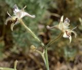 Delphinium barbatum