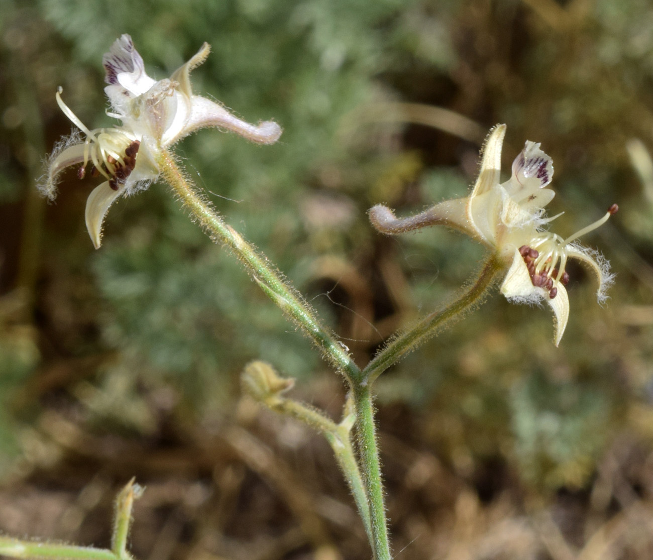 Изображение особи Delphinium barbatum.