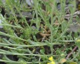род Alyssum