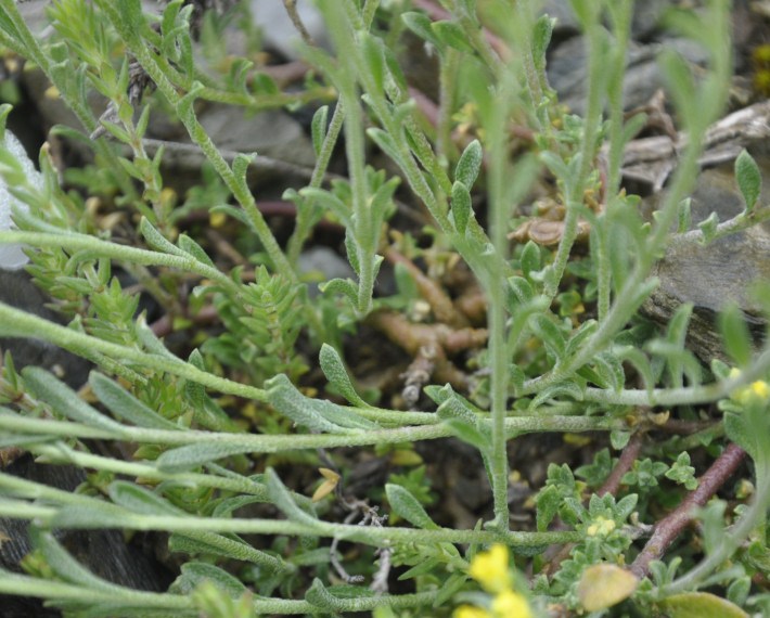 Image of genus Alyssum specimen.
