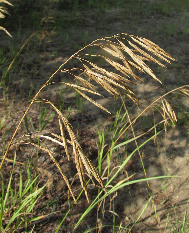 Image of Bromopsis inermis specimen.