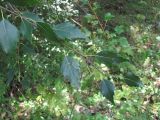 Betula variety svanica