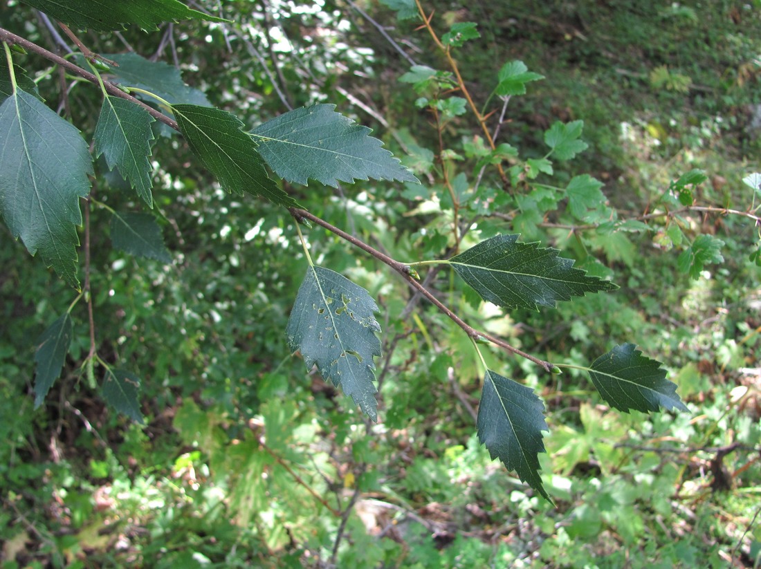 Image of Betula litwinowii var. svanica specimen.