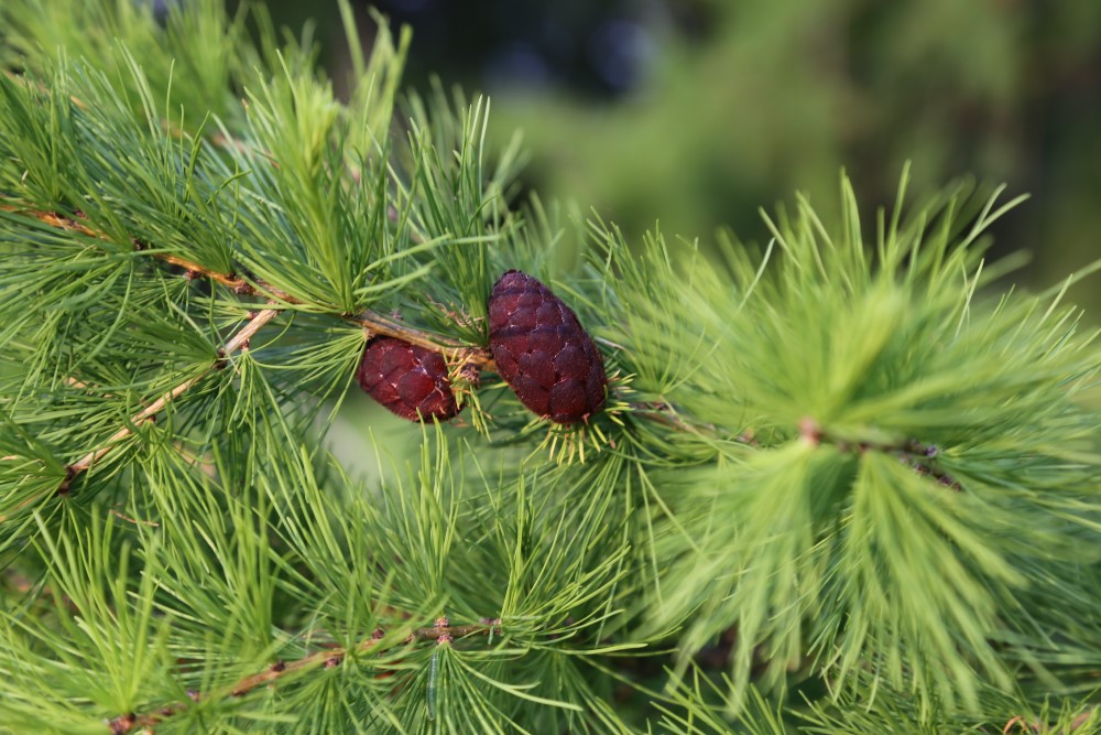 Image of genus Larix specimen.