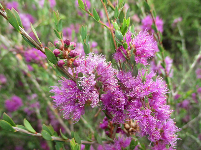 Image of Melaleuca thymifolia specimen.