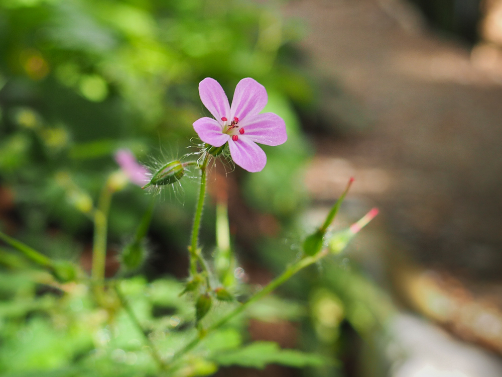 Image of Geranium robertianum specimen.