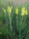 genus Linaria. Цветущие растения. Крым, Керченский п-ов, окр. с. Бондаренково. 1 мая 2010 г.