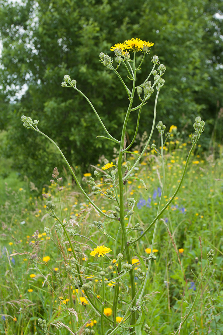 Изображение особи Crepis biennis.