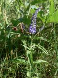 Veronica longifolia. Верхушка расцветающего растения. Свердловская обл., окр. г. Североуральск, заросшие травой бывшие дачные участки в лиственнично-сосново-еловом лесу. 19.07.2017.