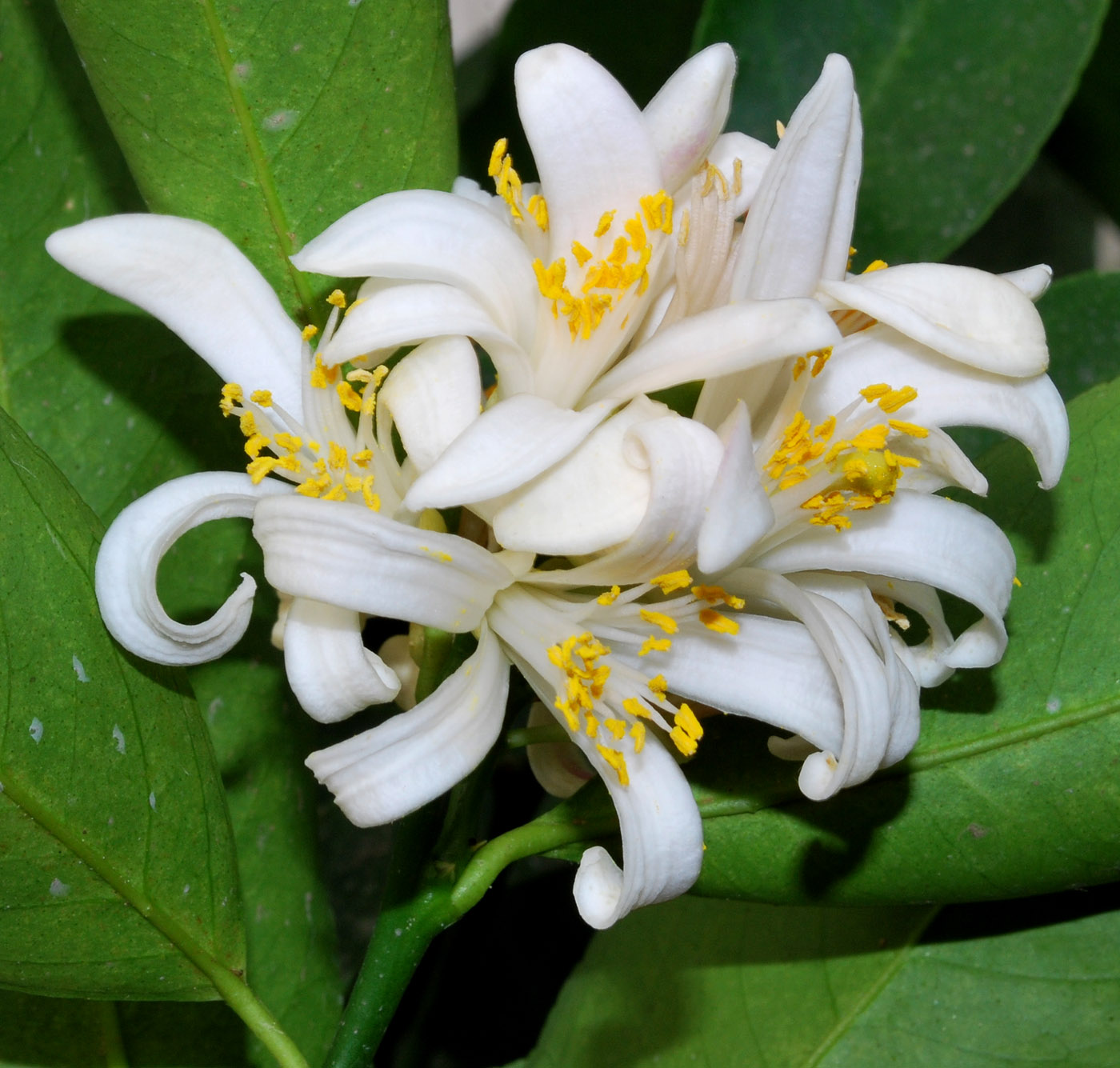 Image of Citrus limon specimen.