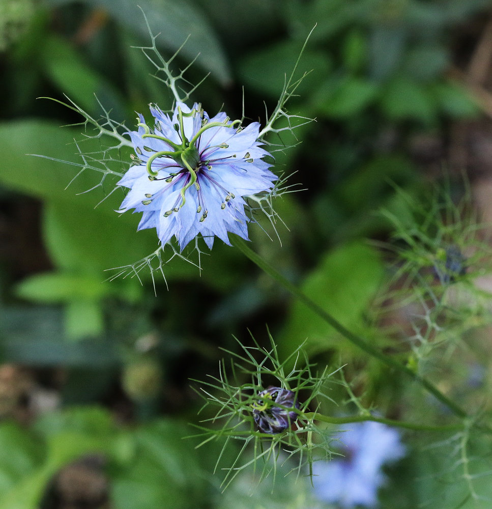 Image of Nigella damascena specimen.