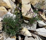 Gypsophila sambukii. Зацветающее растение. Якутия, Алданский р-н, левый берег р. Алдан в 6 км выше г. Томмот, подошва щебнистого склона. 27.06.2016.