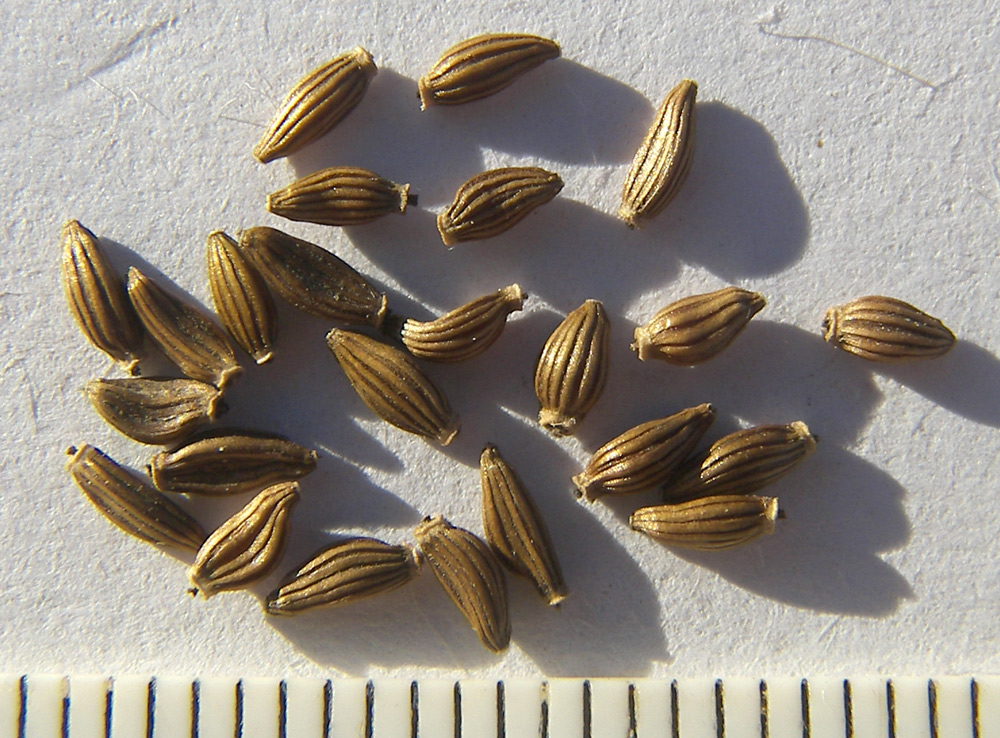 Image of Senecio macrophyllus specimen.