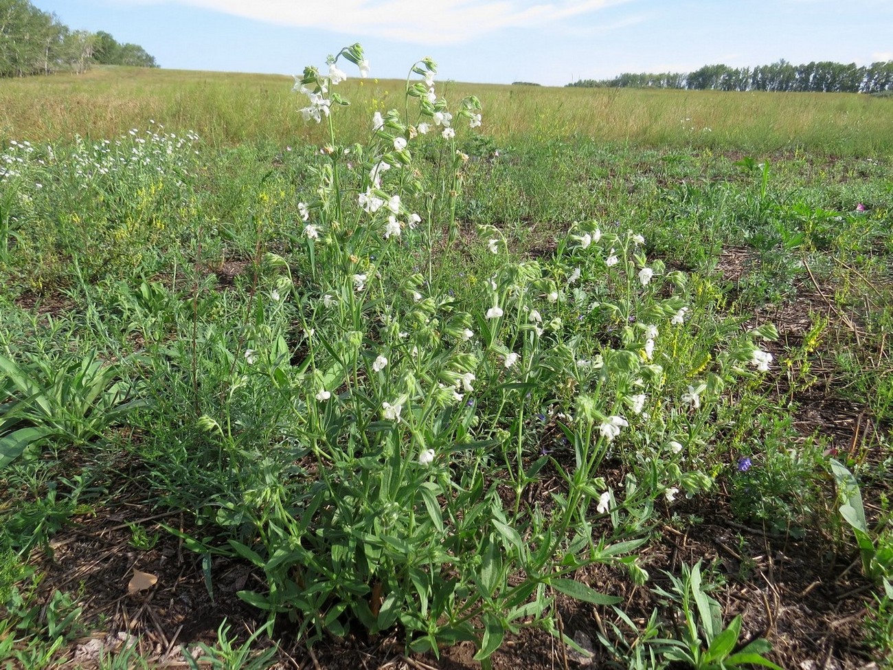 Image of Silene dichotoma specimen.