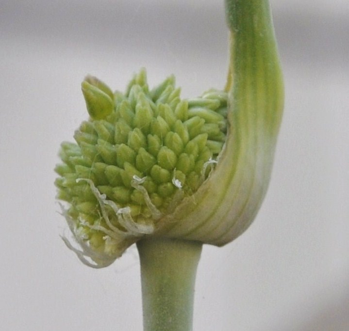 Image of Allium guttatum ssp. sardoum specimen.