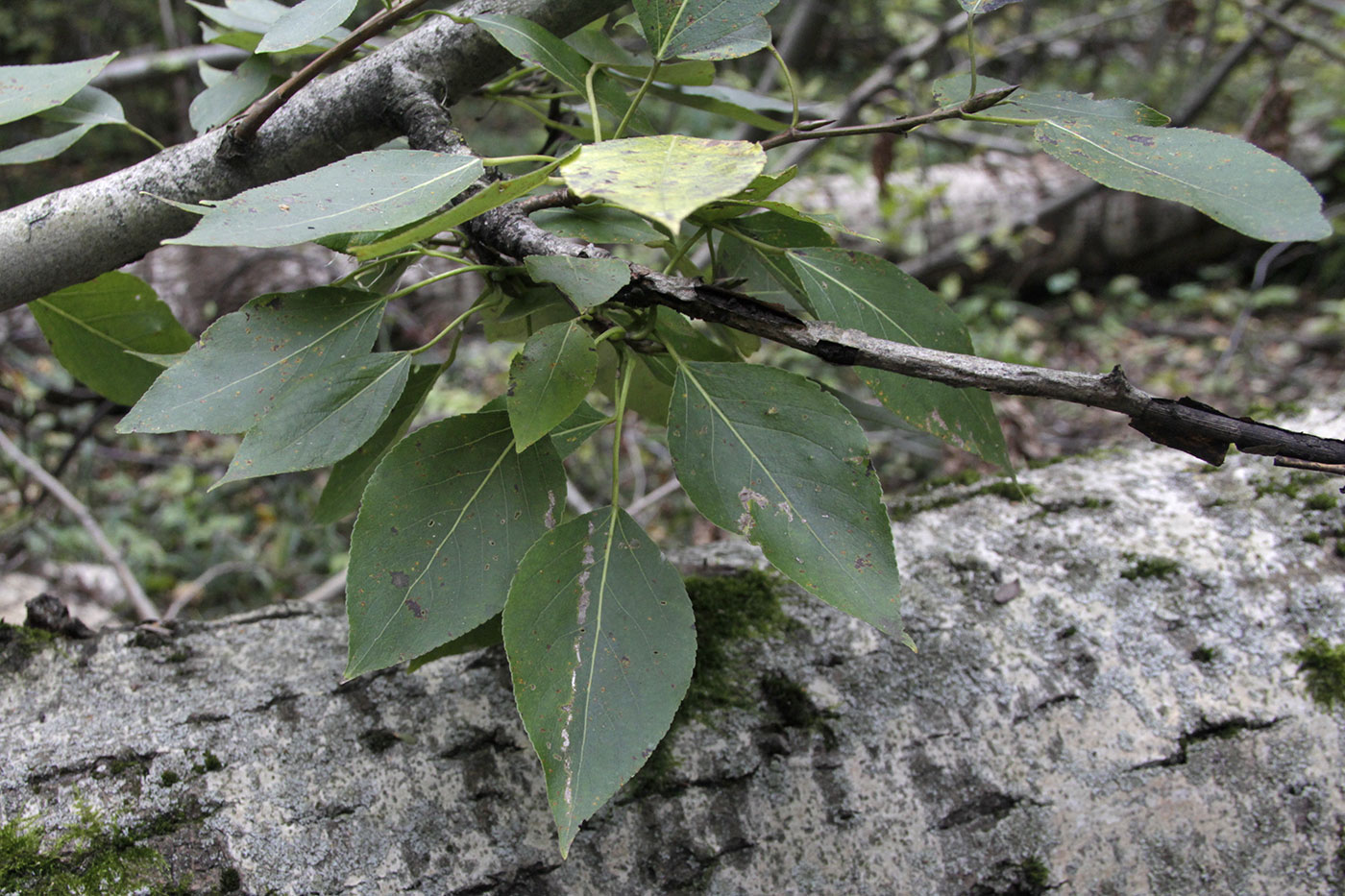 Image of Populus trichocarpa specimen.