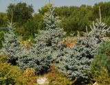 Picea pungens форма glauca. Молодые растения. Восточный Казахстан, г. Усть-Каменогорск, Архитектурно-ландшафтный музей-заповедник, в культуре 25.08.2017.