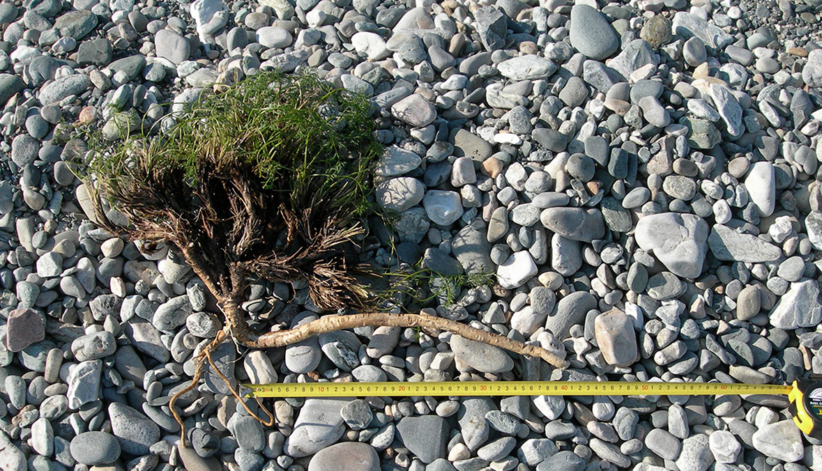 Image of Ferulopsis hystrix specimen.