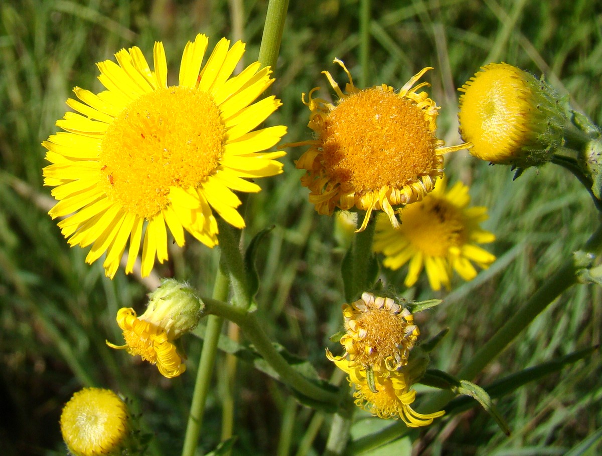 Image of Pulicaria dysenterica specimen.