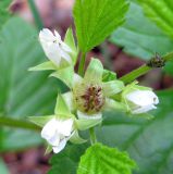 Rubus saxatilis