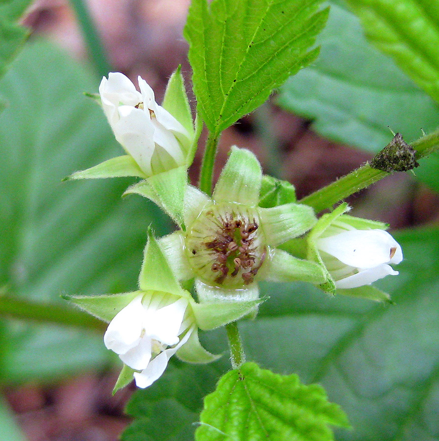 Image of Rubus saxatilis specimen.