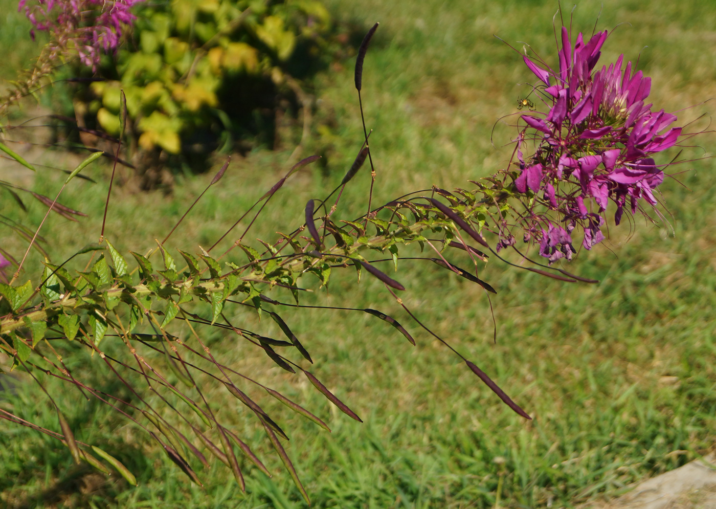 Image of Tarenaya hassleriana specimen.