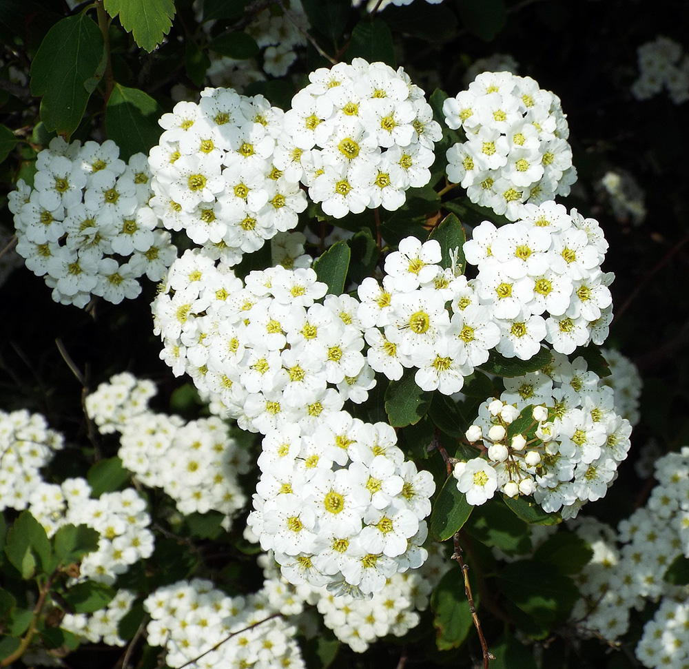 Image of Spiraea × vanhouttei specimen.
