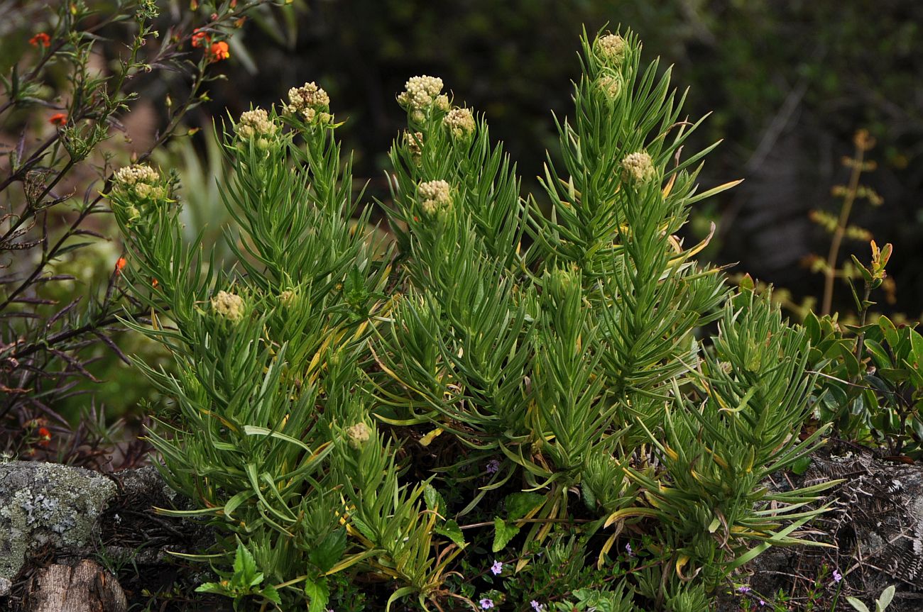 Image of Chryselium gnaphalioides specimen.