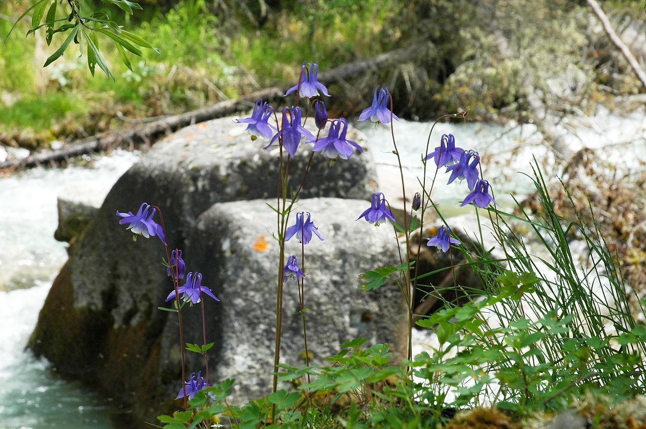 Изображение особи Aquilegia sibirica.