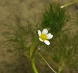 Ranunculus rionii