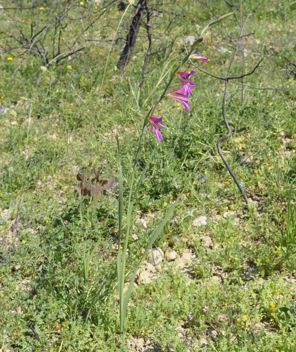 Изображение особи Gladiolus illyricus.
