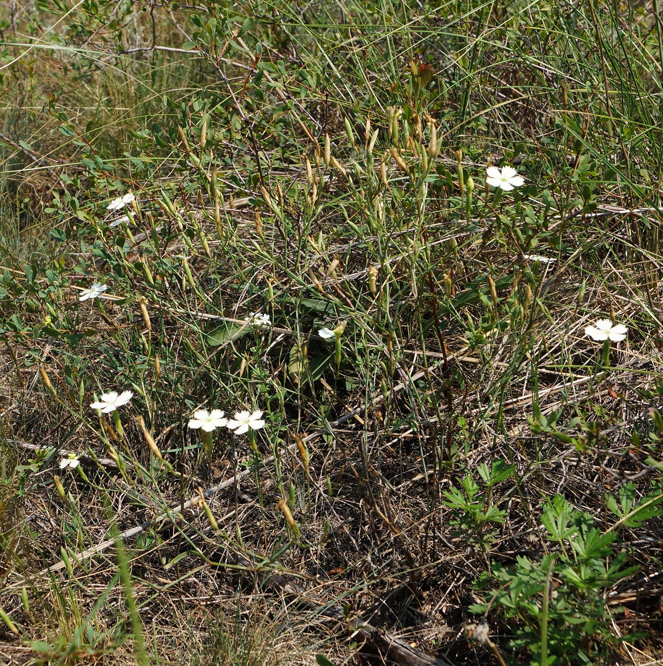 Изображение особи Dianthus ramosissimus.