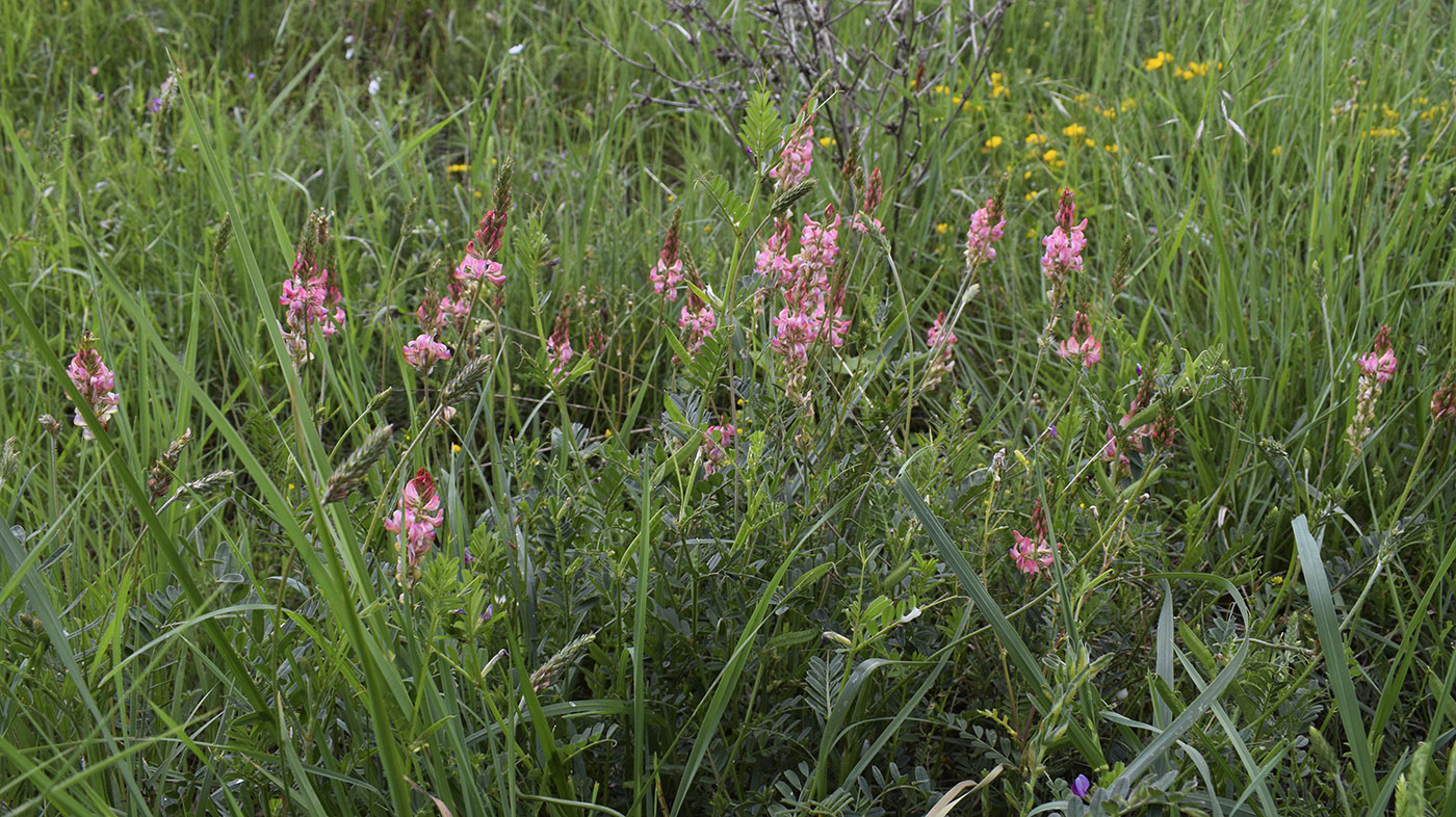 Image of Onobrychis viciifolia specimen.