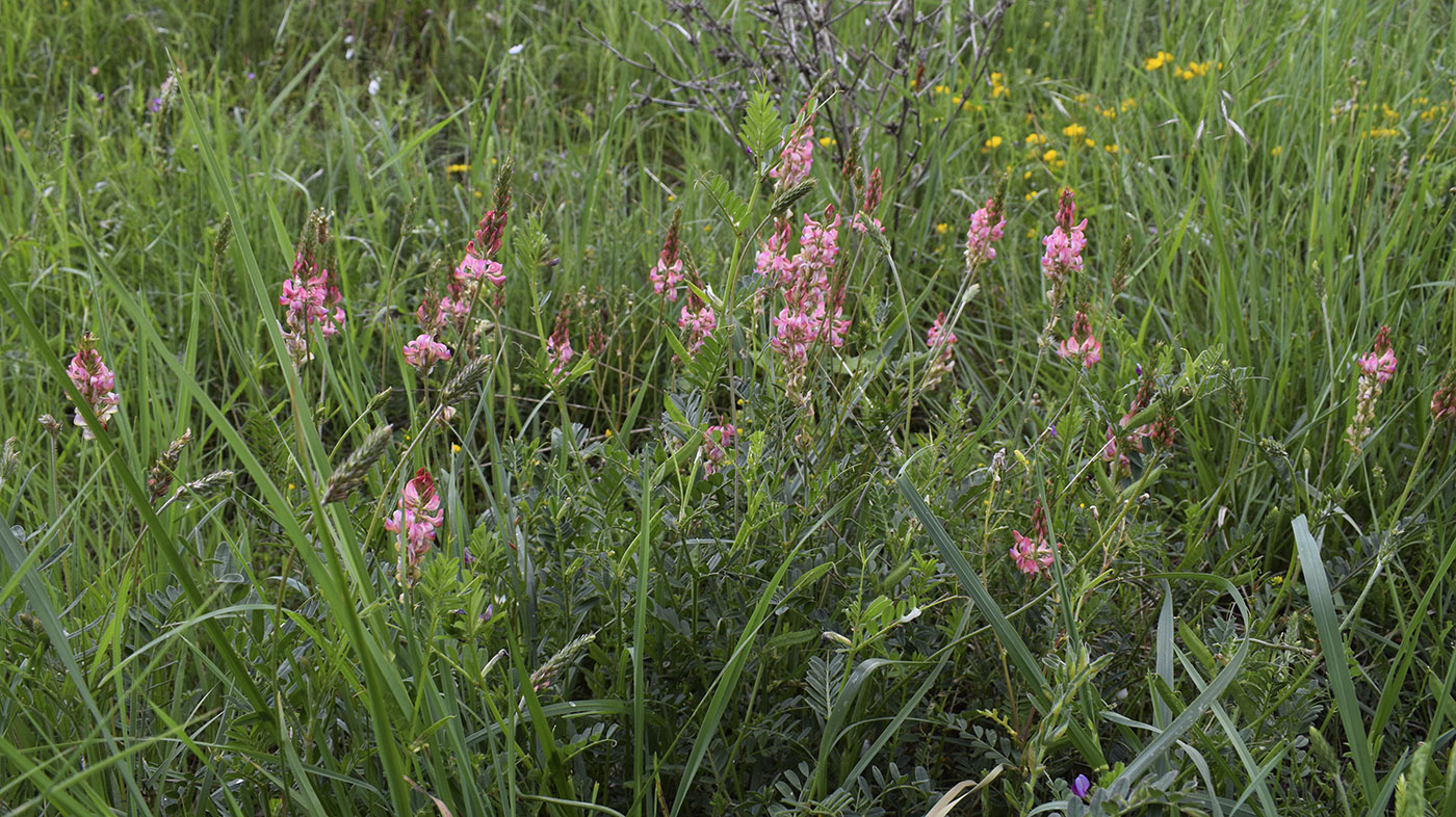 Изображение особи Onobrychis viciifolia.