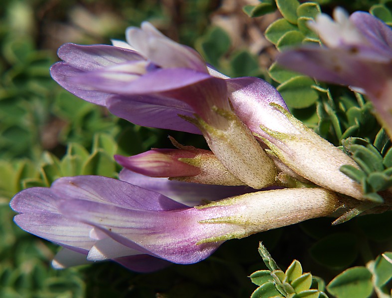 Изображение особи Astragalus buschiorum.