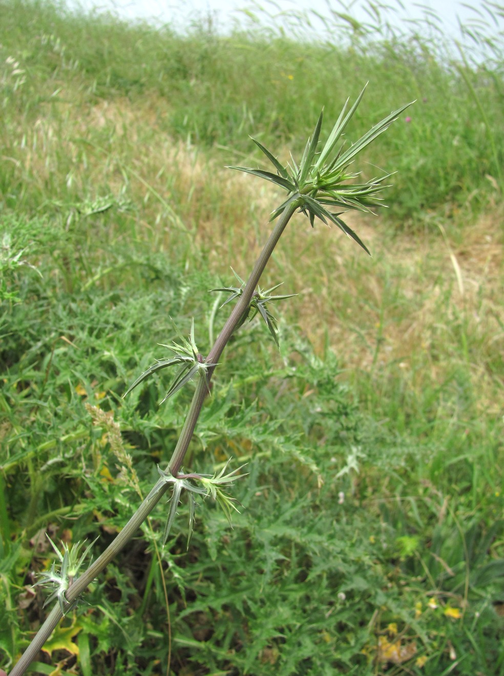 Изображение особи Eryngium caeruleum.