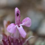 Pedicularis semenowii. Цветок. Кыргызстан, Иссык-Кульская обл., Внутренний Тянь-Шань, хр. Терскей Ала-Тоо, ущ. Барскаун, окр. водопада \"Слёзы барса\", 2600 м н.у.м., горная степь. 18.05.2018.