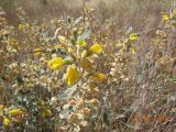 Phlomis orientalis