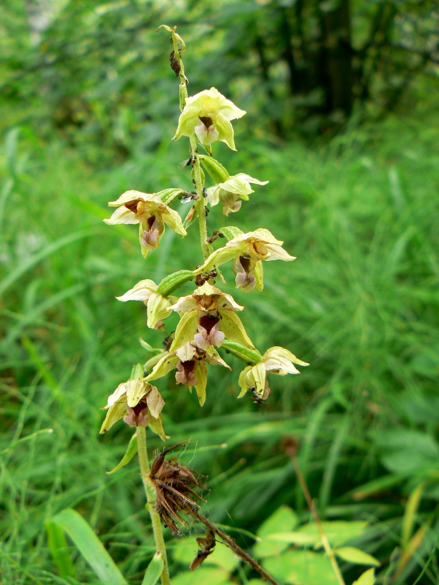 Изображение особи Epipactis helleborine.