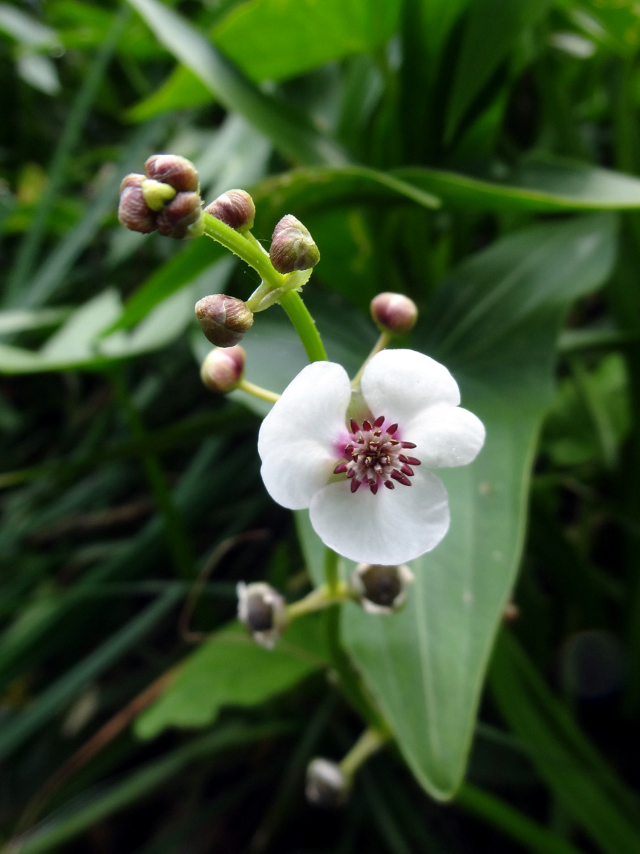 Image of Sagittaria sagittifolia specimen.